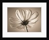 Cosmos flower by Assaf Frank